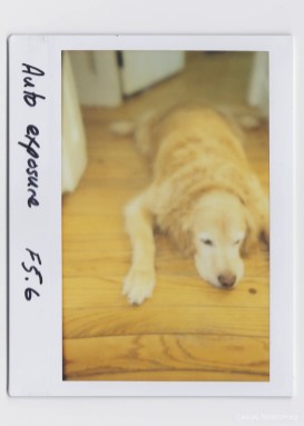 mint instantkon rf70 instax wide camera sample shots -4